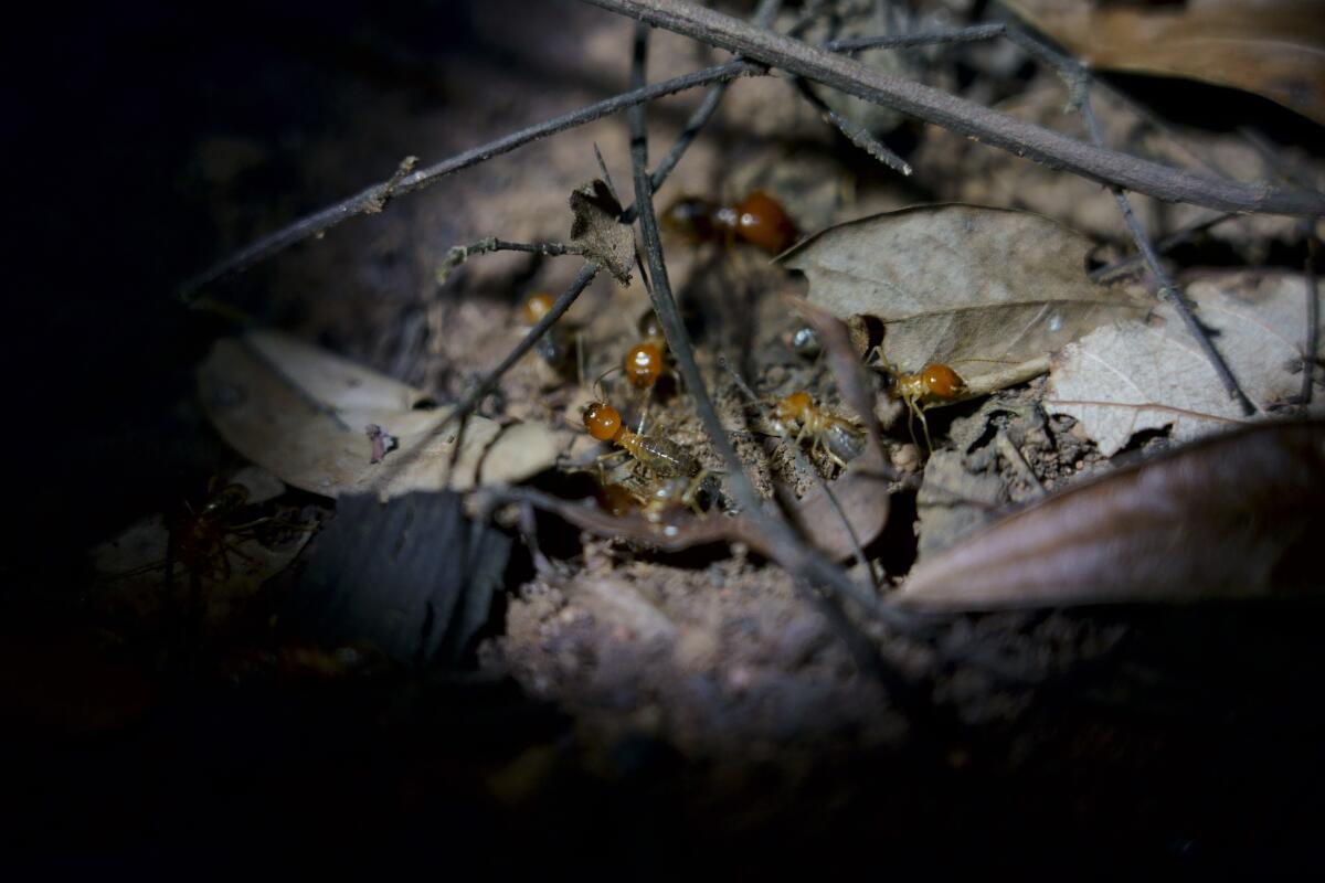 Termites collect leaves near Lencois, Brazil.