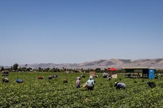Strawberry pickers, like these in the Salinas Valley, squat and bend over for hours on a summer day.