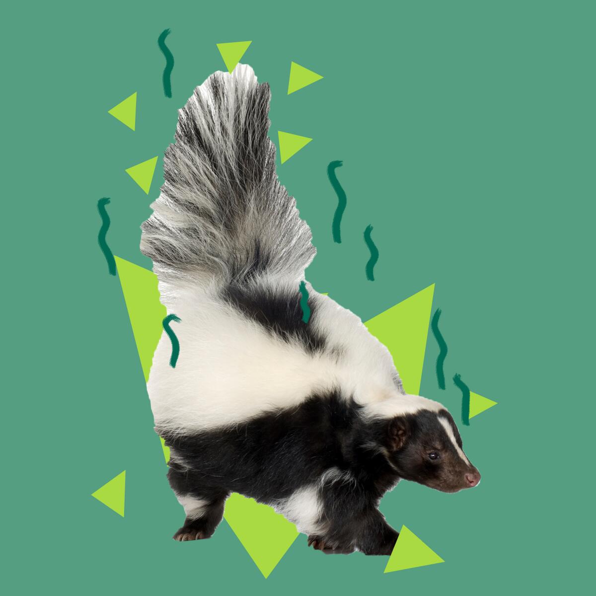 skunk