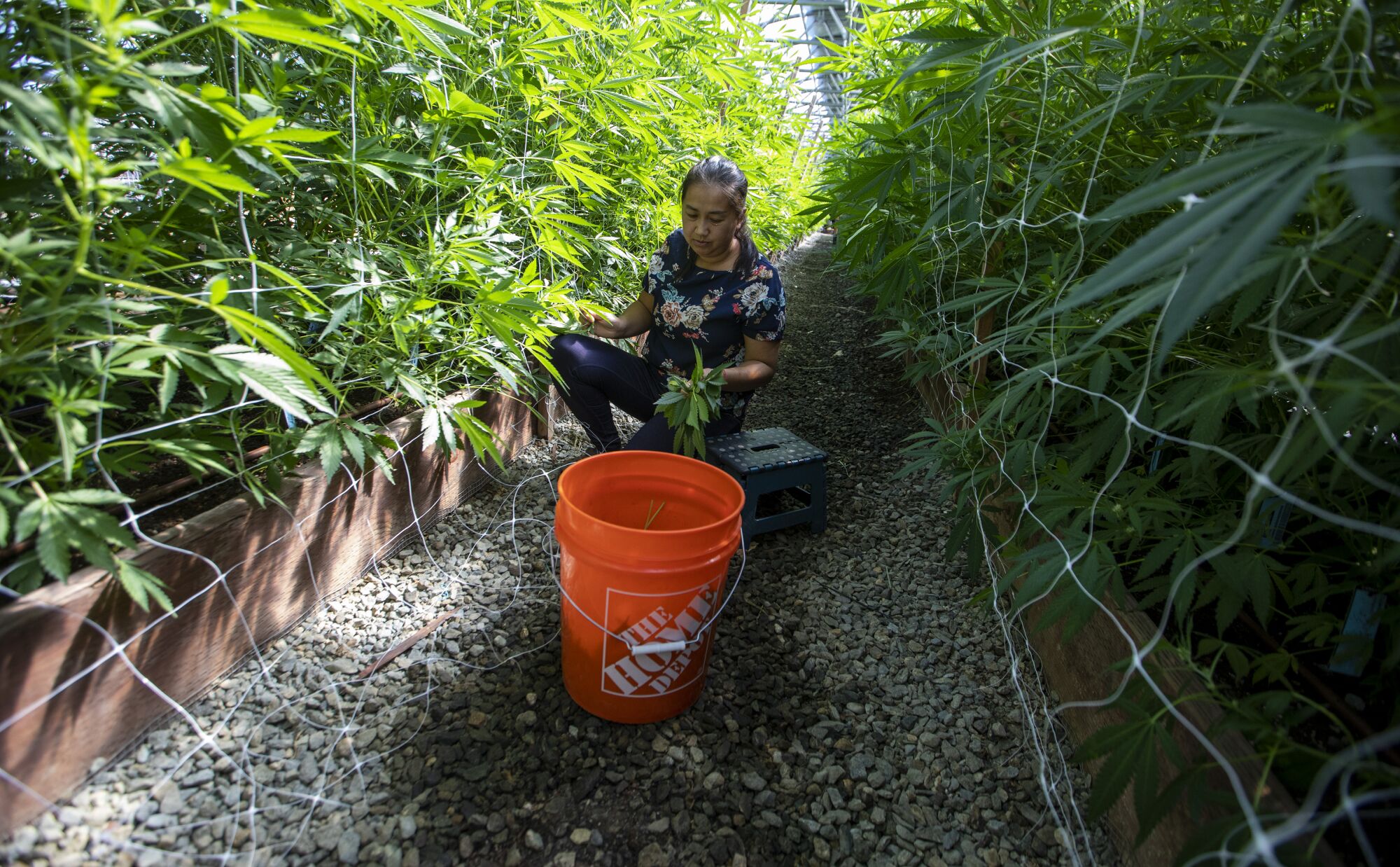 Cannabis farmer Chia Xiong picks off water leaves from maturing plants on her Trinity County cannabis farm