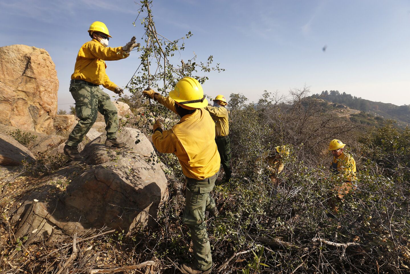 Forest Service crews cut and clear dense brush for contingency lines off of East Camino Cielo in the Santa Ynez Mountains above Montecito and Santa Barbara to help stop the Thomas fire from advancing.