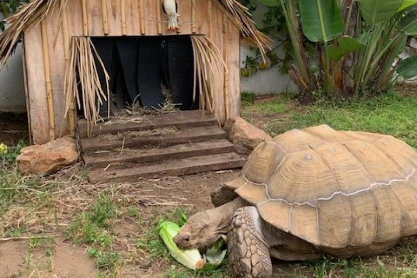 "Mojo" a 185-pound Sulcata Tortoisein at his former home in Carlsbad