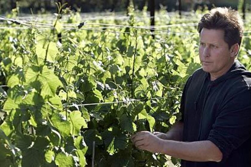 TRYING HIS HAND: Actor and director Emilio Estevez's half-acre Pinot Noir vineyard surrounds his Malibu home. Total vineyard acreage in the Malibu area is small, with about 150 acres, planted to wine grapes, but the number of vineyards in and around Malibu has more than quadrupled in five years.