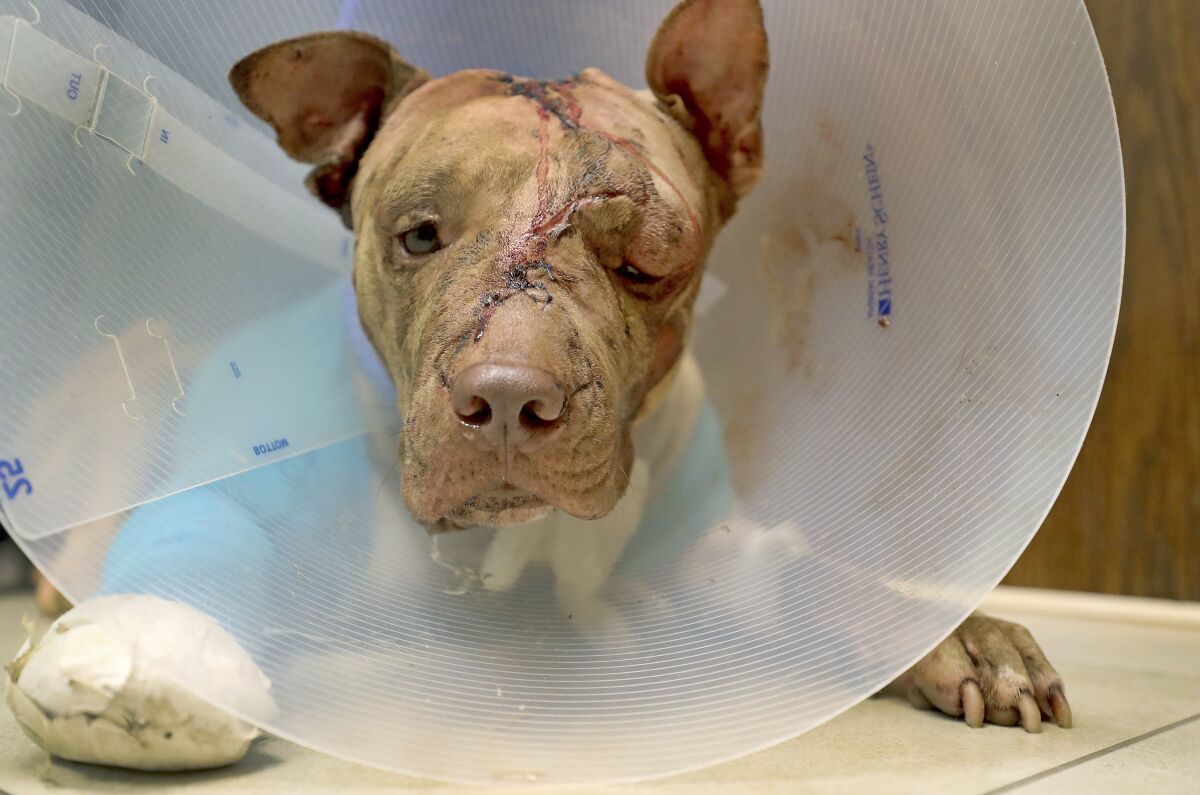 FILE - In this Oct. 10, 2017 file photo, Ollie, a pit bull puppy that was stabbed multiple times, stuffed into a suitcase, rests at at VCA Hollywood Animal Hospital in Hollywood, Fla. A Florida man accused of beating the pit bull puppy will serve 10 years in prison after admitting to the crime, his defense lawyer said Tuesday, Nov. 9, 2021. (Mike Stocker/South Florida Sun-Sentinel via AP, file)