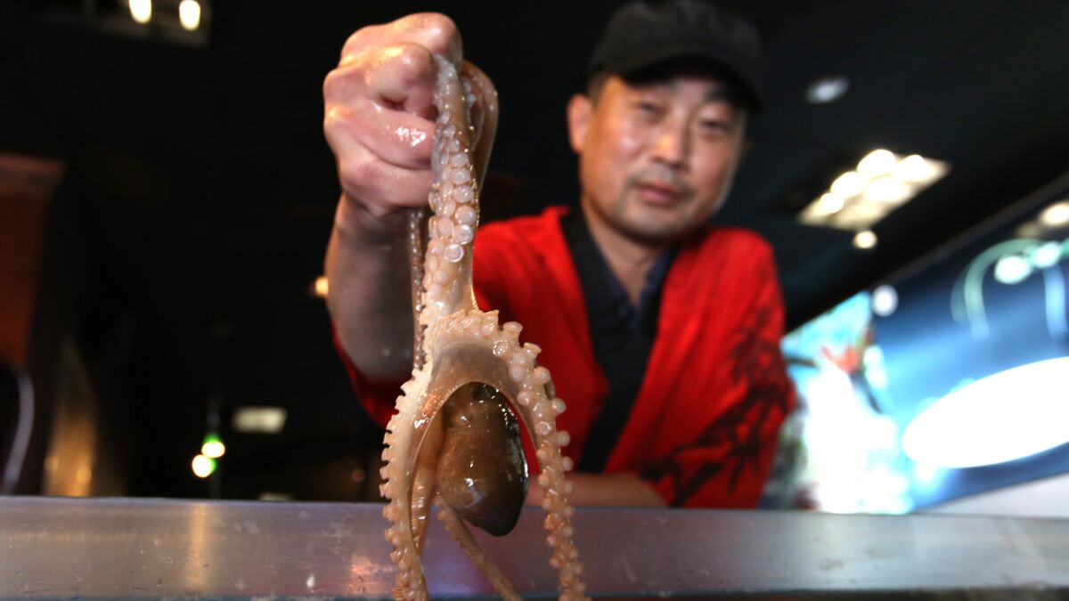 Steve Han, owner of Chung Hae Jin in Koreatown, plucks a live octopus from one of his tanks.