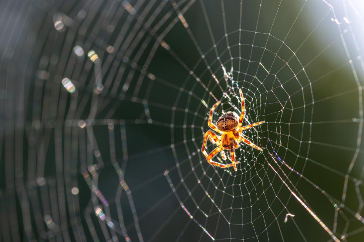 Spiders eat common garden and household pests such as gnats and mosquitoes.