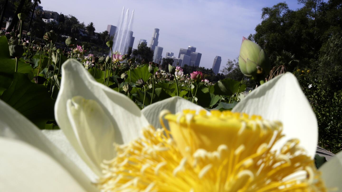 Echo Park's lotuses