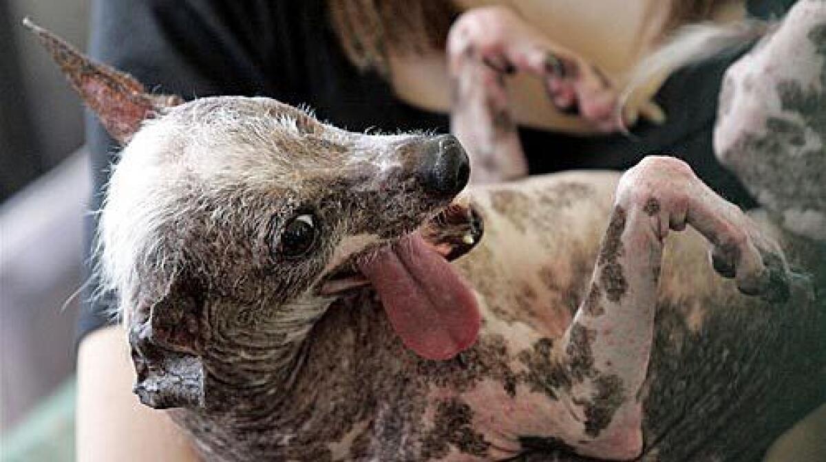 The pedigree Chinese crested won the World's Ugliest Dog contest on Saturday at the Sonoma-Marin Fair in Northern California.