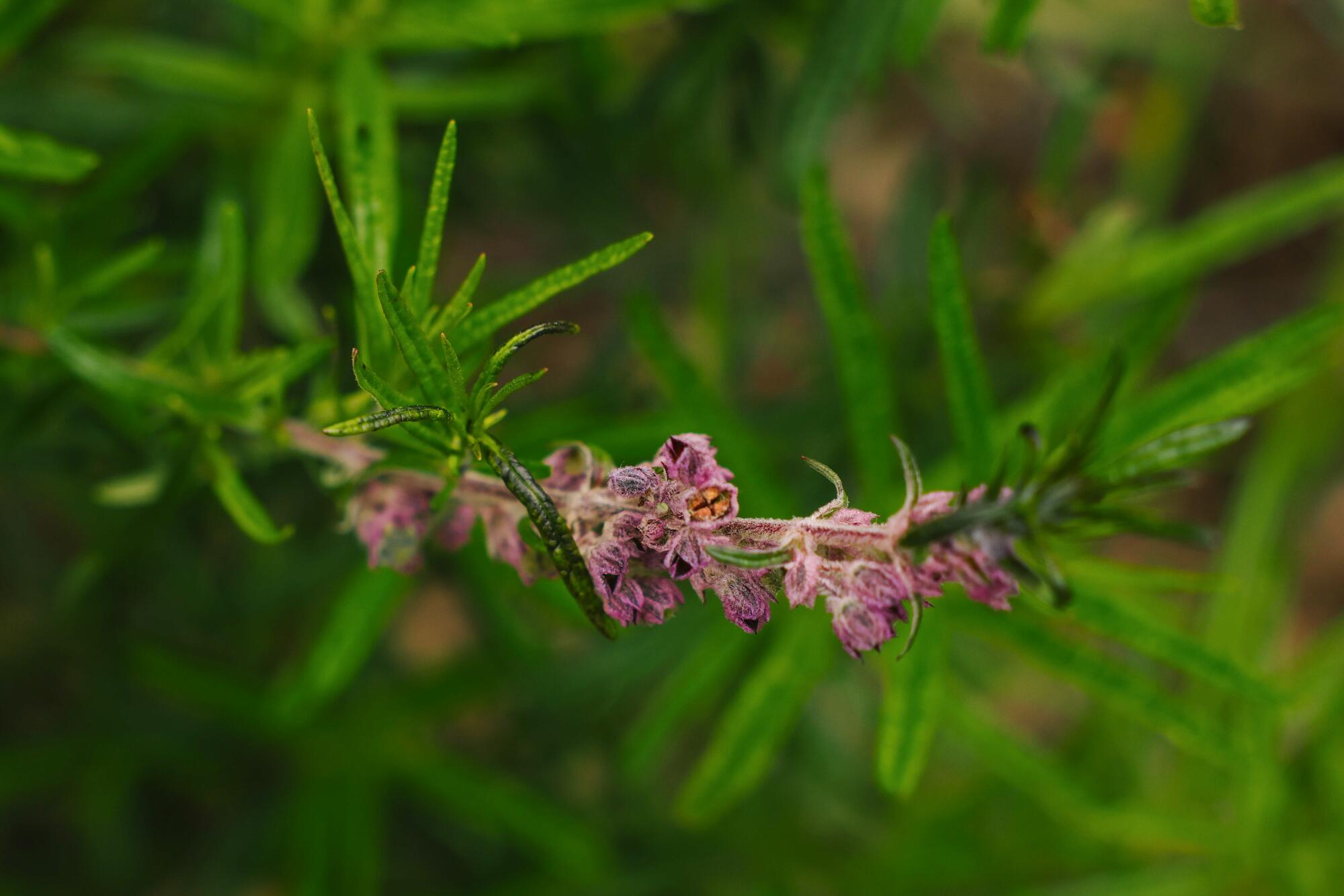 A purple stalk of woolly bluecurls flowers against the bright green of its slender leaves. 