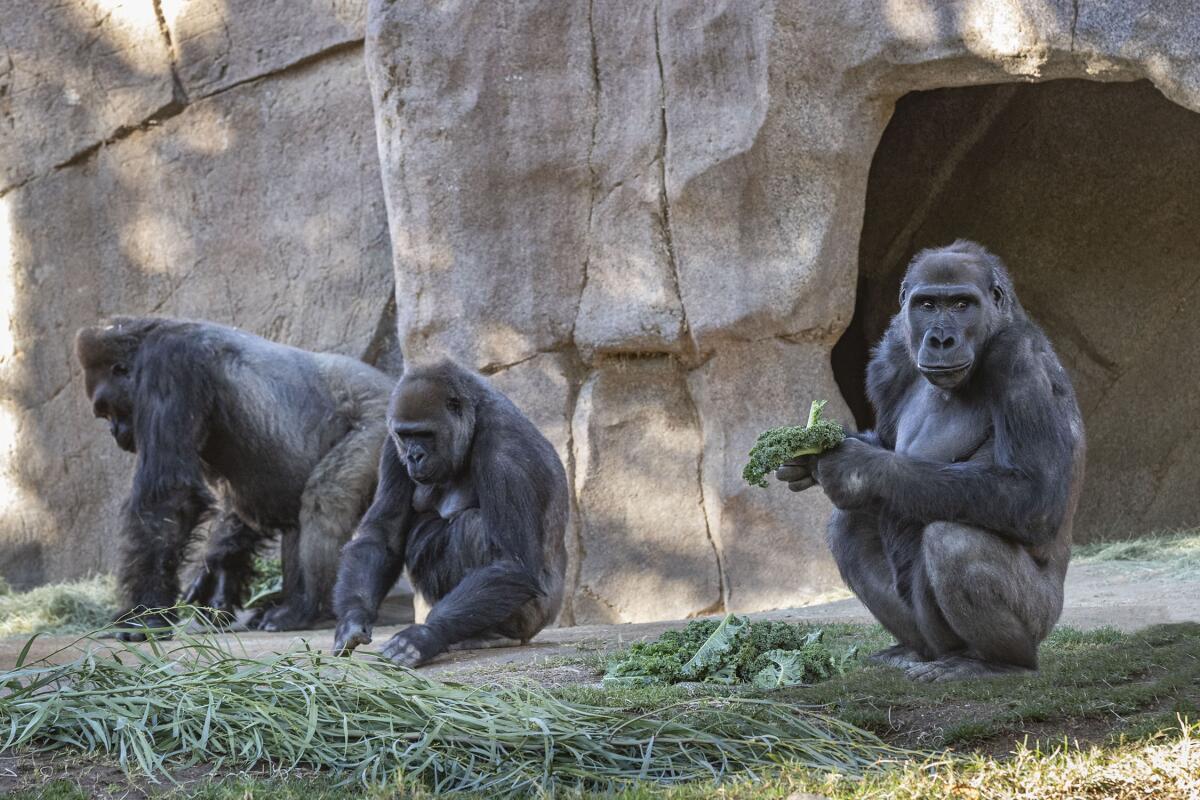 Gorilla troop at the San Diego Zoo Safari Park 