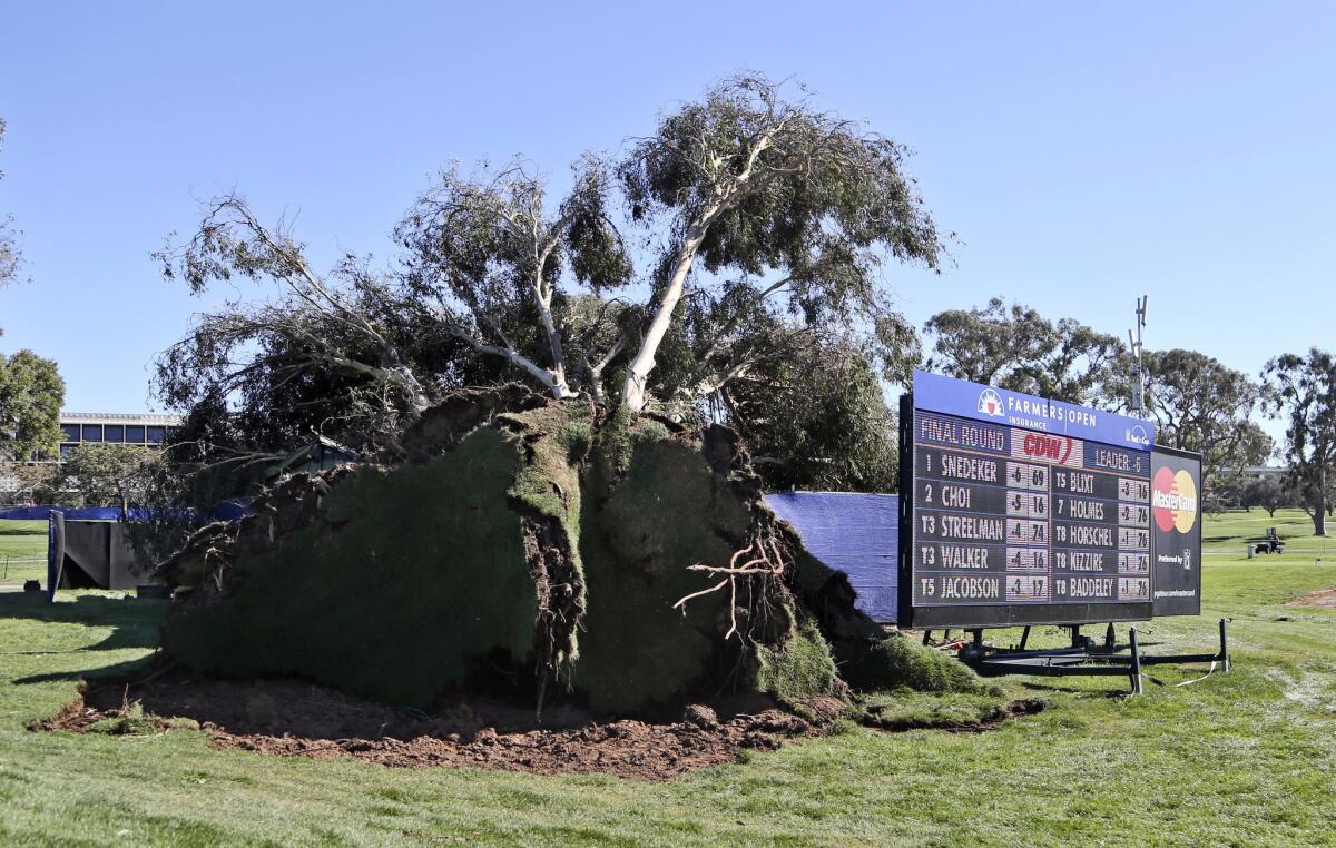 The scoreboard at the Farmers Insurance Open at Torrey Pines displays the winner's score adjacent a large fallen tree during the completion of the suspended final round.