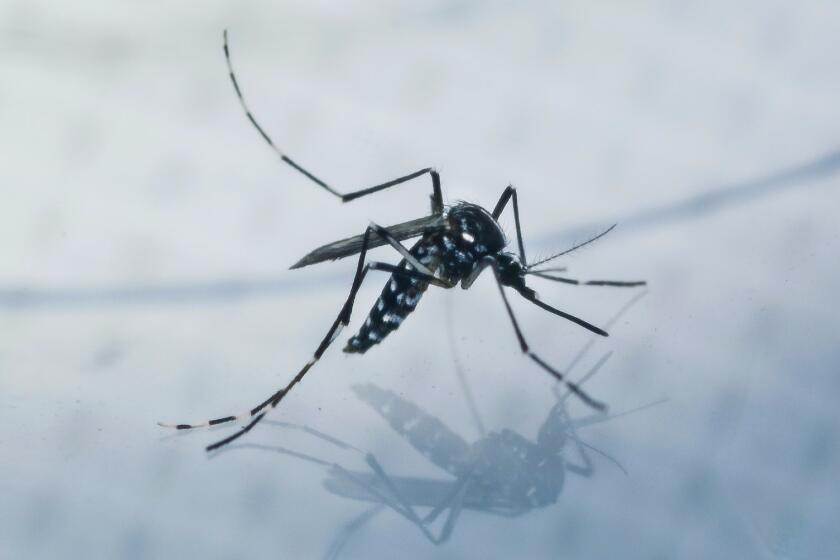 An adult Aedes albopictus, also known as the Asian tiger mosquito, is caught for a test sample from a residential backyard during a house call in Los Angeles on March 25.