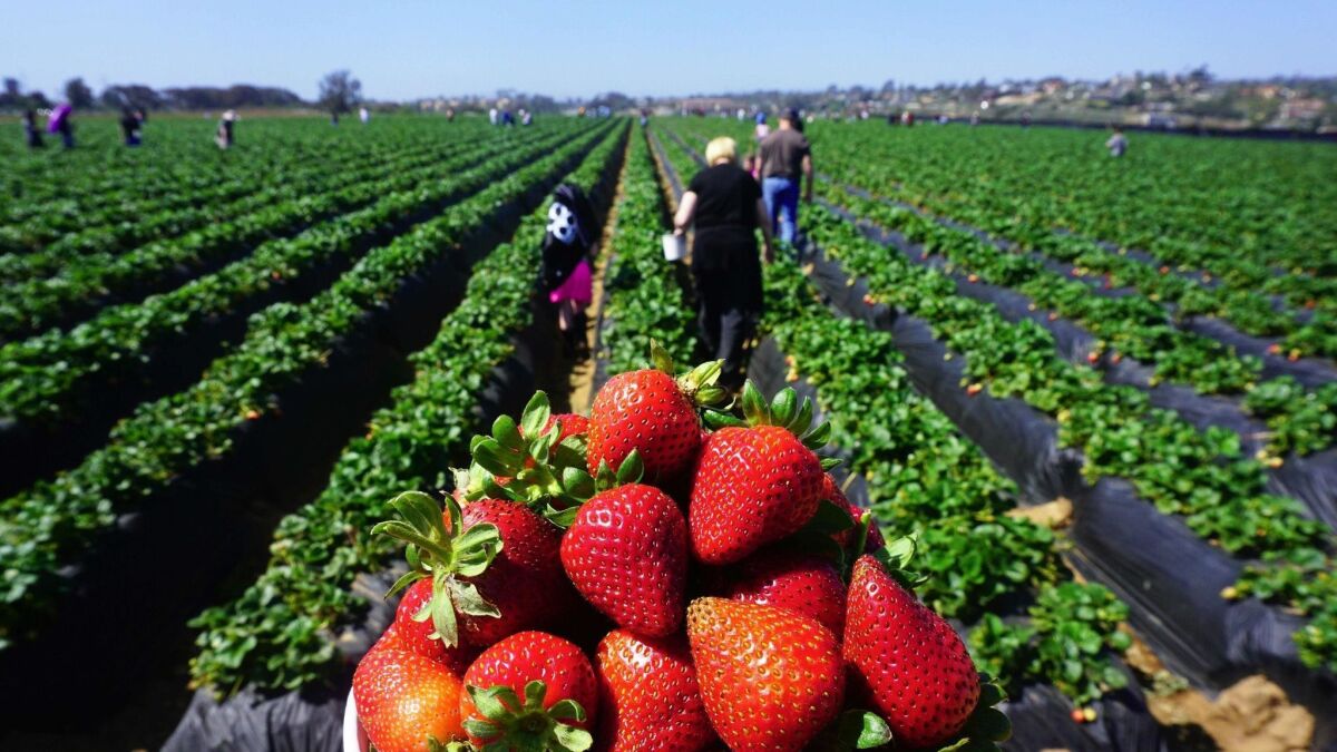 Strawberries are among the items Walmart now can track through blockchain, which has enabled the retailer to trace food from shelves back to farms in mere seconds.