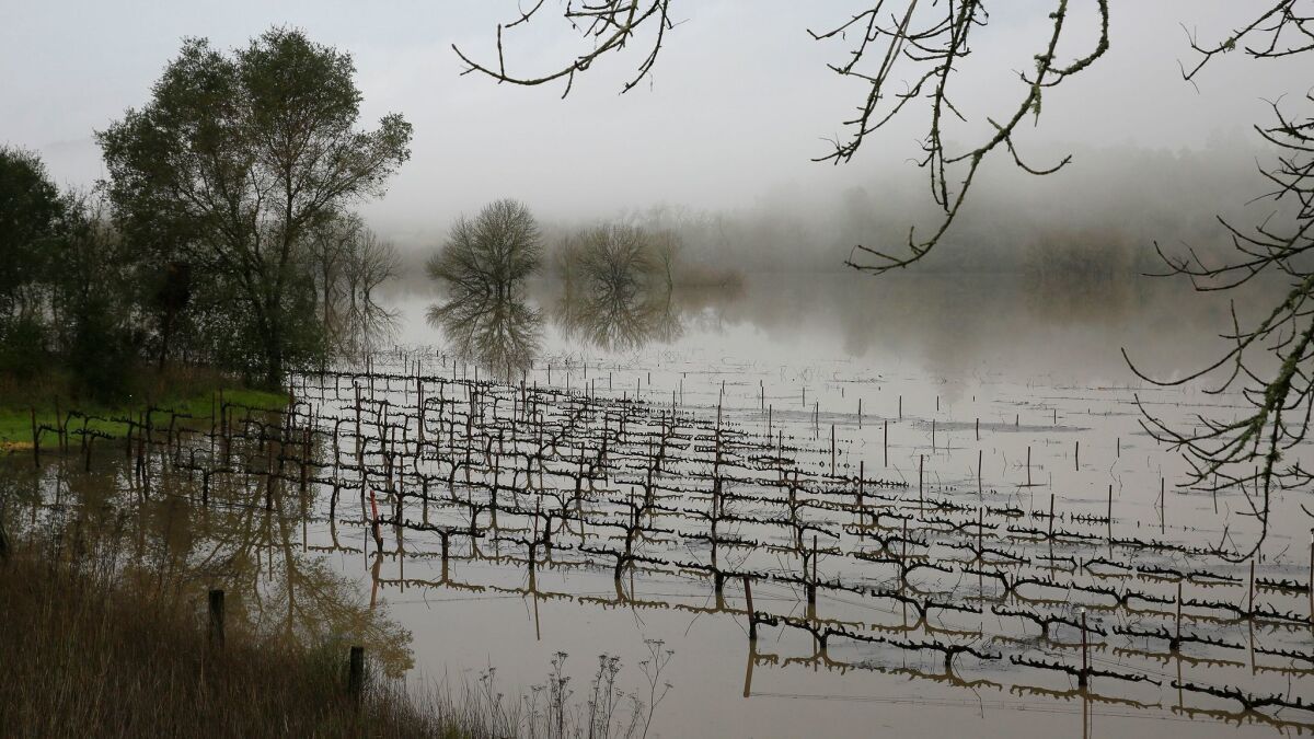 Vineyards remain flooded in the Russian River Valley on Monday.