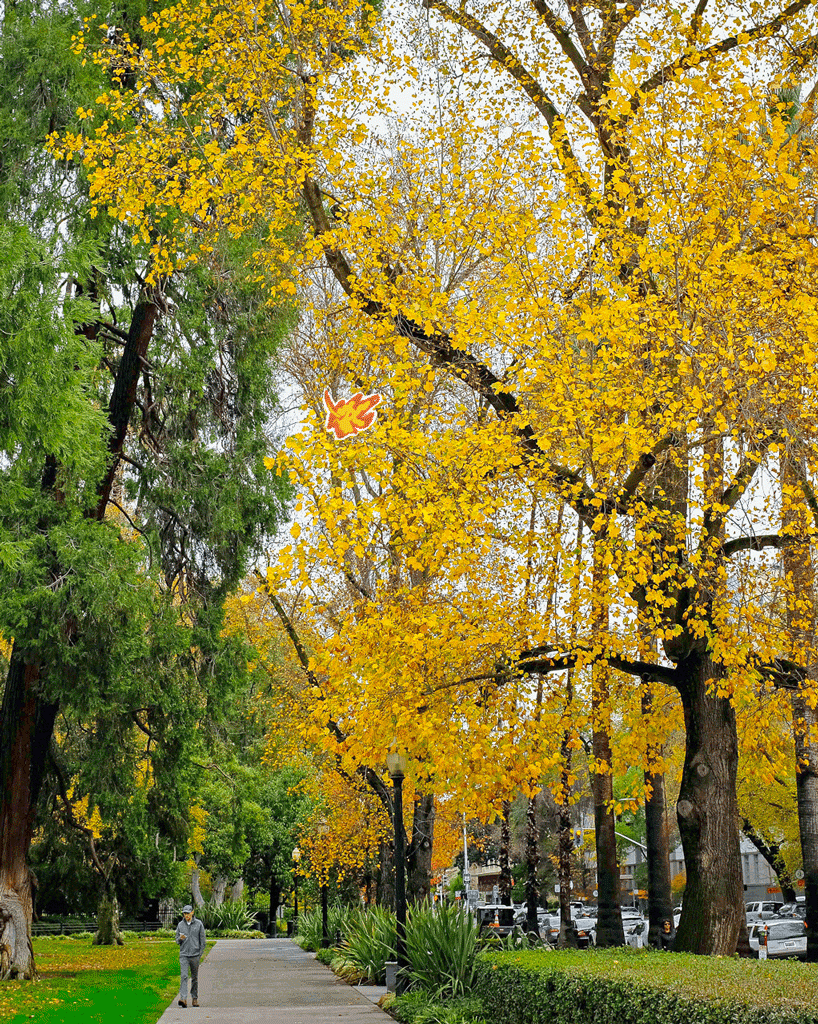 Trees' leaves turn a vibrant yellow in late fall at Capitol Park in Sacramento.