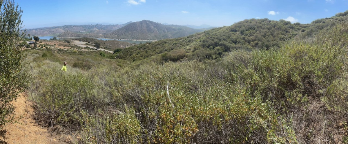(Above and below) Photos of some of the of virgin habitat overlooking Lake Hodges, known as Del Dios.