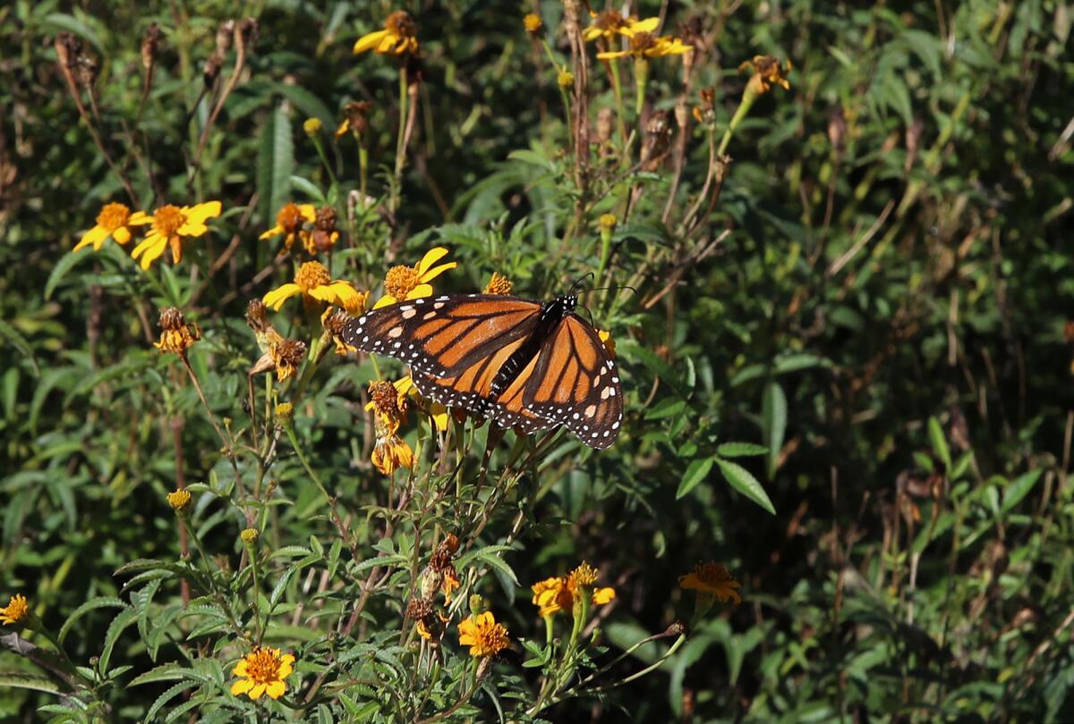 A monarch buttery lands in the new Mariposa Garden Tuesday.