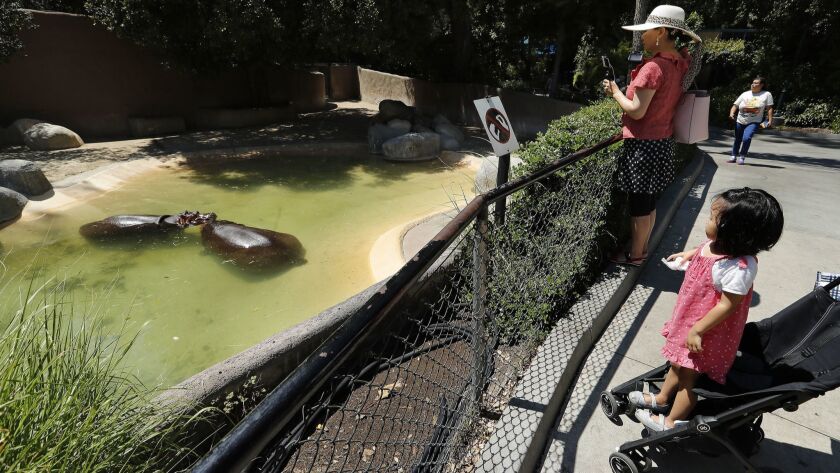 Two female hippos cool off in their habitat at the Los Angeles Zoo in Griffith Park. The LAPD is investigating an incident where a man was filmed jumping into this hippo enclosure and slapping one of the animals.