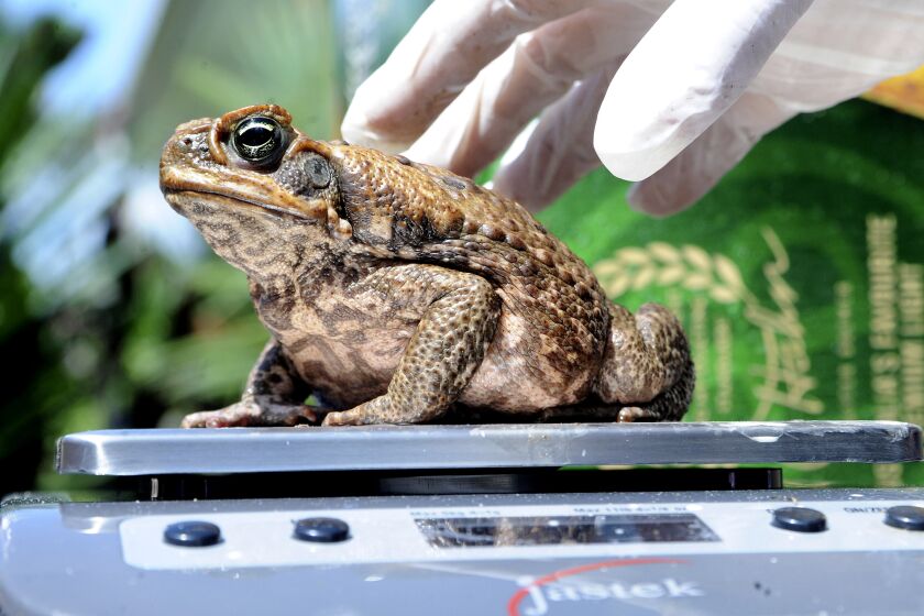 A cane toad is weighed at a collection point in Cairns , Australia, Sunday, March 29, 2009. Thousands of poisonous cane toads met a poetic fate on Sunday, as gleeful Australians gathered for a celebratory mass killing of the hated amphibians, with many of the creatures' corpses being turned into fertilizer for the very farmers they've plagued for years. (AP Photo/Brian Cassey)
