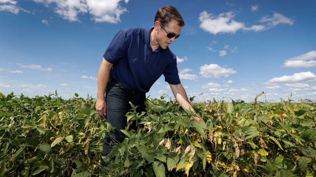 Grant Kimberley checks soybean plants on his farm near Maxwell, Iowa. Soybeans are one of the top agricultural exports from U.S. farms to South Korea, trade that could be endangered if the Trump administration pulls out of an agreement with that nation.