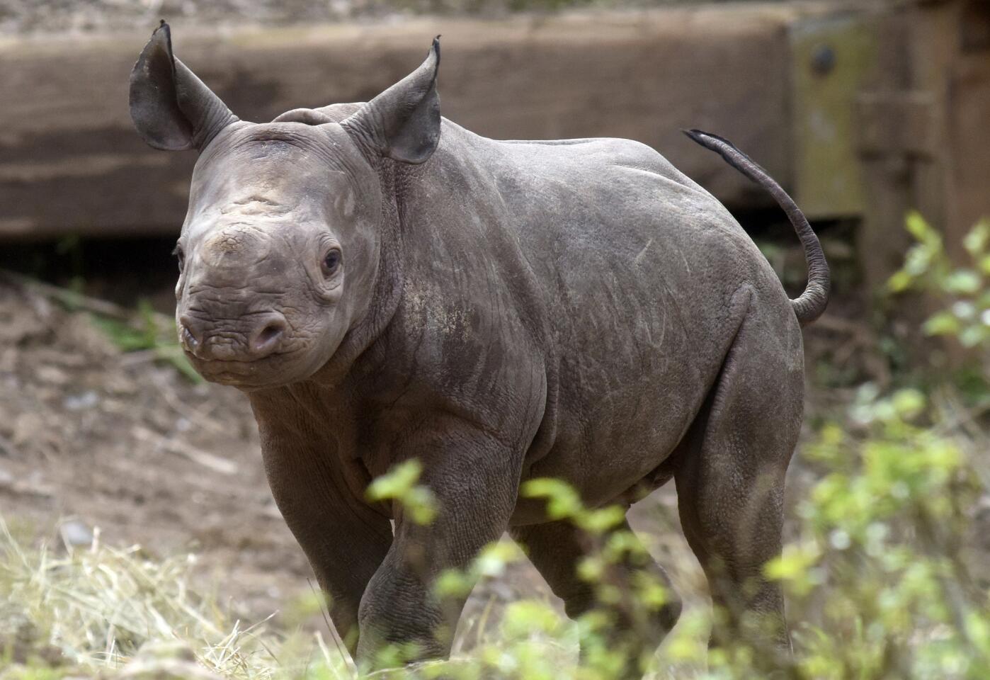 A four-week old black rhino calf makes her first public appearance at the side of her mother Azizi at the Pittsburgh Zoo & PPG Aquarium in the Highland Park section of Pittsburgh, on April 14, 2017.