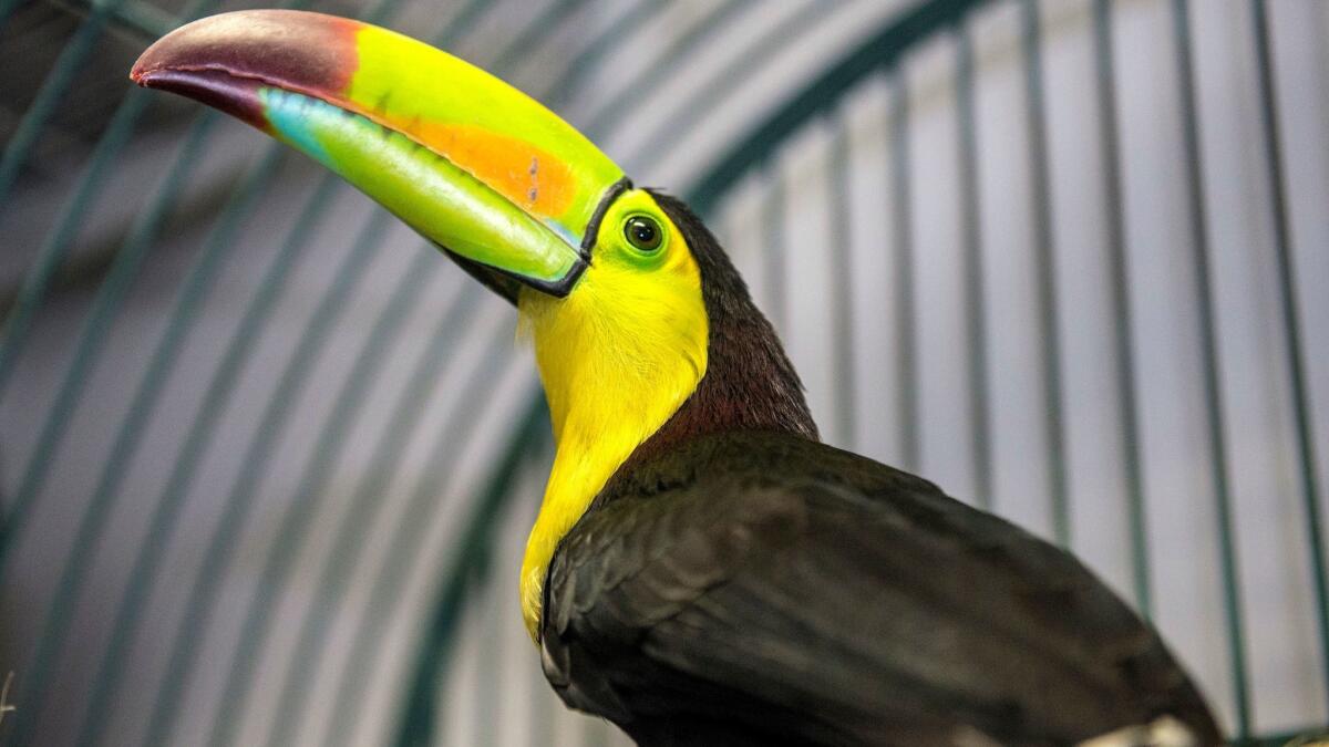 Fern, the toucan that flew out of a backyard aviary in Fullerton in May, sits in a cage at Omar's Exotic Birds in Brea Thursday morning.