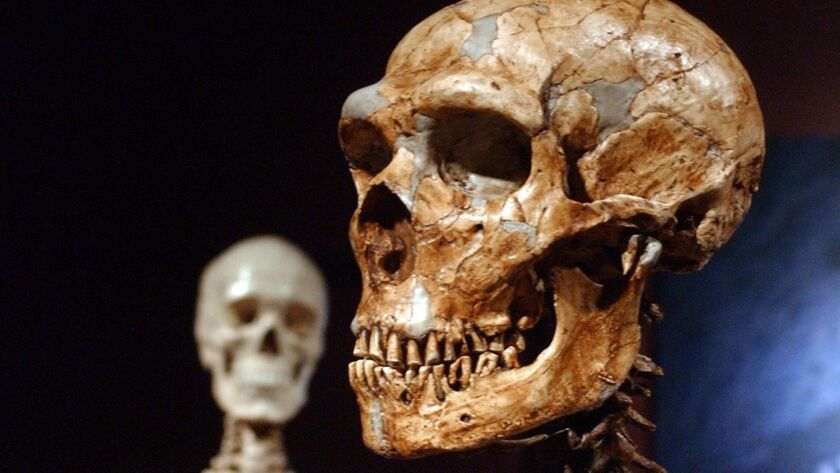 A reconstructed Neanderthal skeleton, foreground, and a modern human version on display at the American Museum of Natural History in New York.
