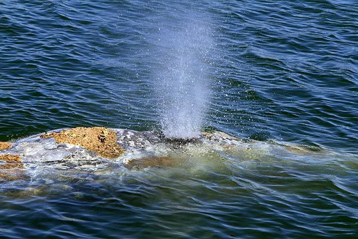 Water sprays from the blowhole of the gray whale that wandered into Dana Point Harbor and navigated its way out before circling back into port and then heading out to sea again. 