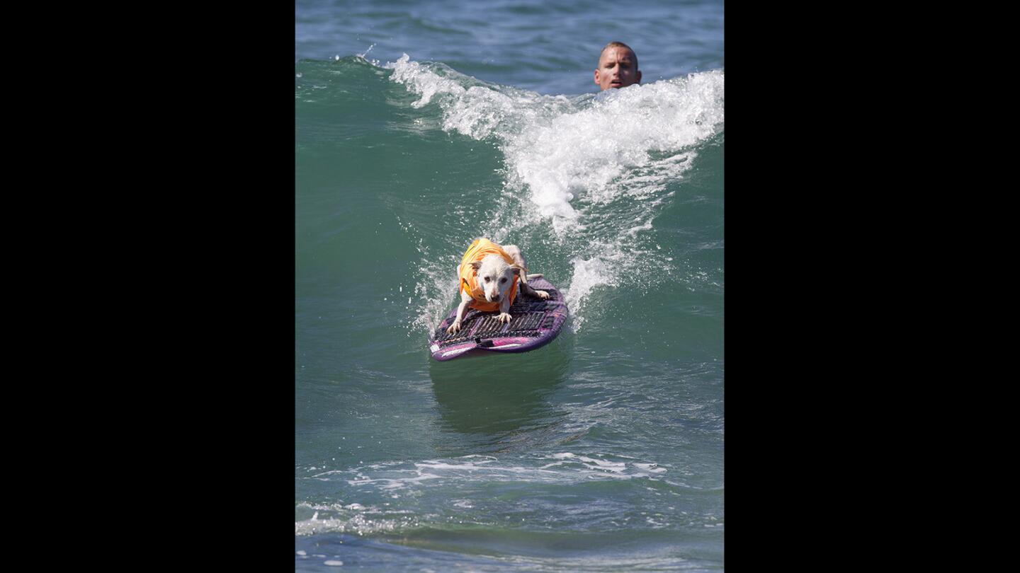 Photo Gallery: Surf City Surf Dog competition