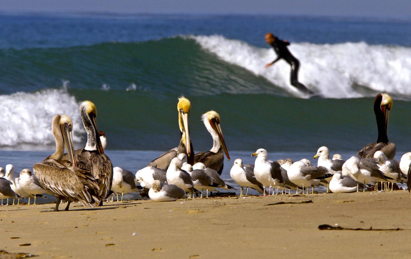Surfers of a feather