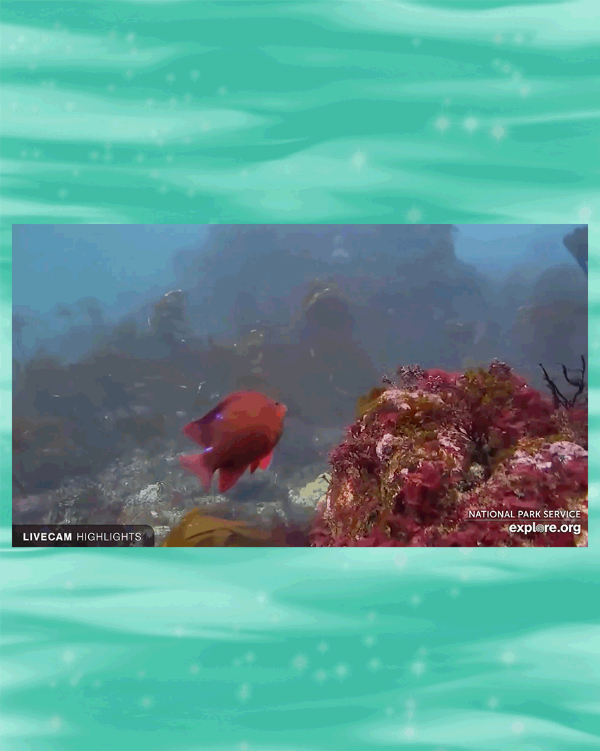 Screenshots of a coral reef from National Parks Service Explore Oceans YouTube