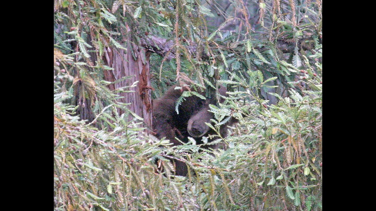 Photo Gallery: California black bear starts at YMCA to a pool to then nap in a La Cañada Flintridge tree