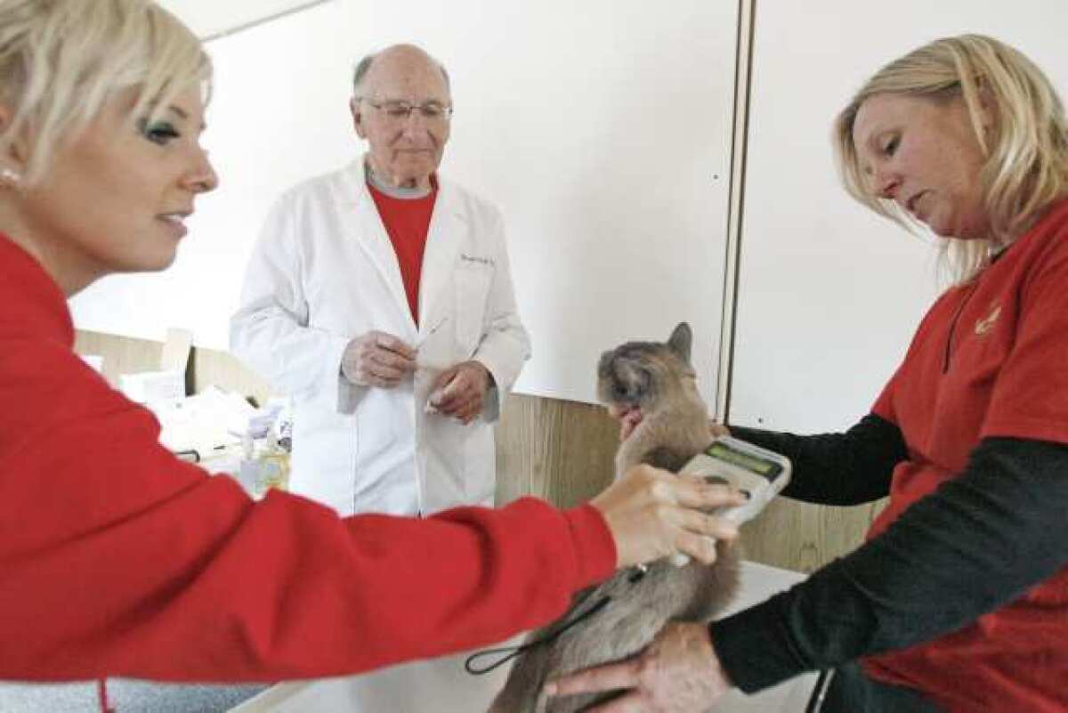 Volunteers Lindsay Neumann, far left, and Kristen Klegseth, far right, hold Simba, as Dr. Martin Small, from second left, prepares to put a microchip in Simba during Burbank Animal Shelter's annual vaccination, which took place at Burbank Police Department's parking lot on Saturday. The trailer was donated by Warner Bros.