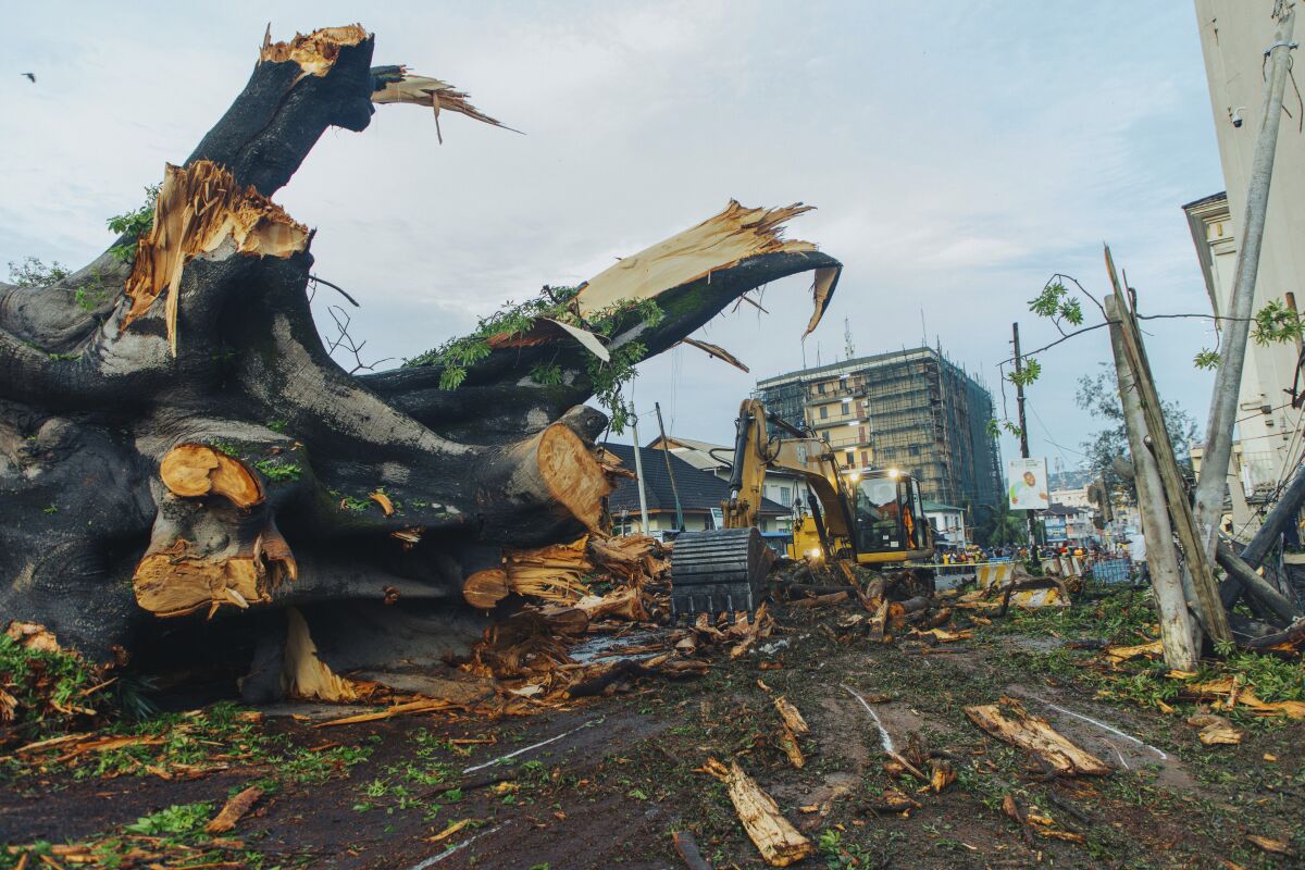Centuriesold cotton tree, a national symbol for decades, felled by