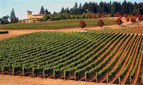Oregon wine | Domaine Serene