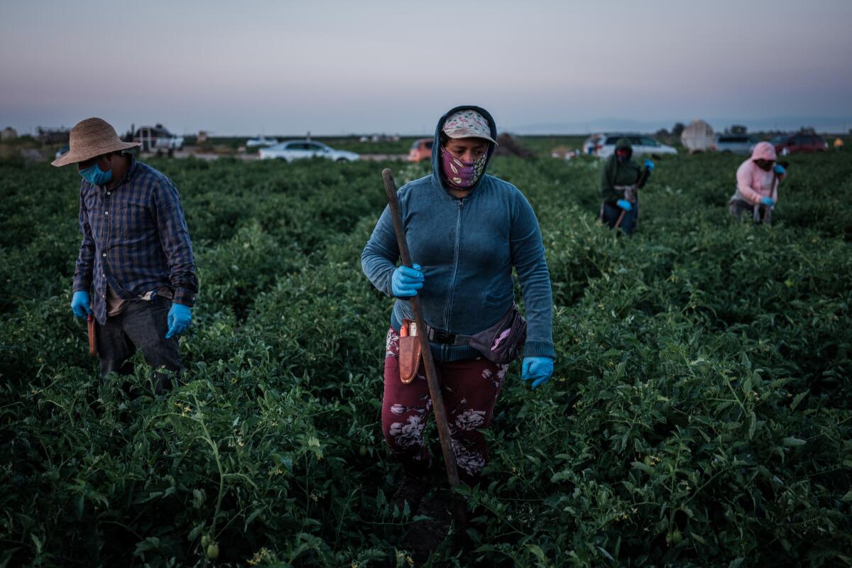 Farmworkers weed a tomato field in French Camp, California.