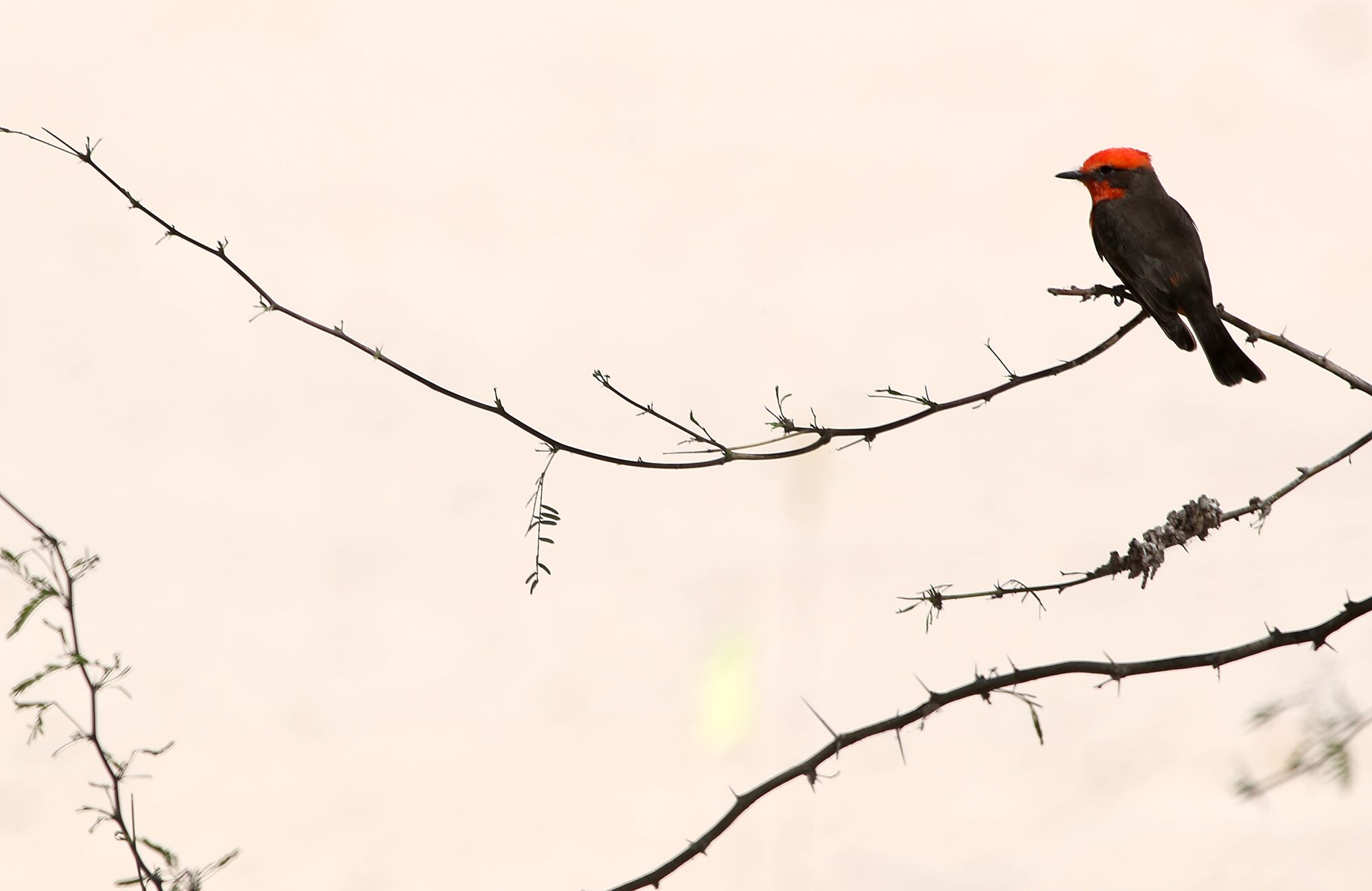 A vermilion flycatcher perches on a tree in a reforestation project area in the Colorado River Delta in Mexico
