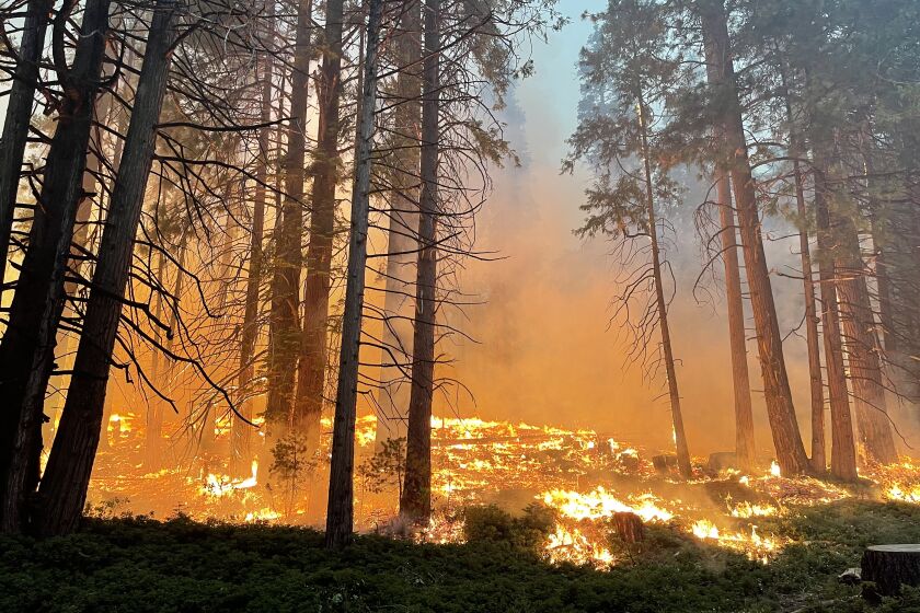 YOSEMITE NTL PARK, CALIFORNIA - JULY 11: In this handout photo provided by the National Park Service, firefighters conduct early morning backfiring operations near the South Entrance on July 11, 2022 in Yosemite National Park, California. According to reports, the Washburn Fire was first reported on June 7th and grew over the weekend, threatening the Mariposa Grove of giant sequoias. (Photo by National Park Service via Getty Images)