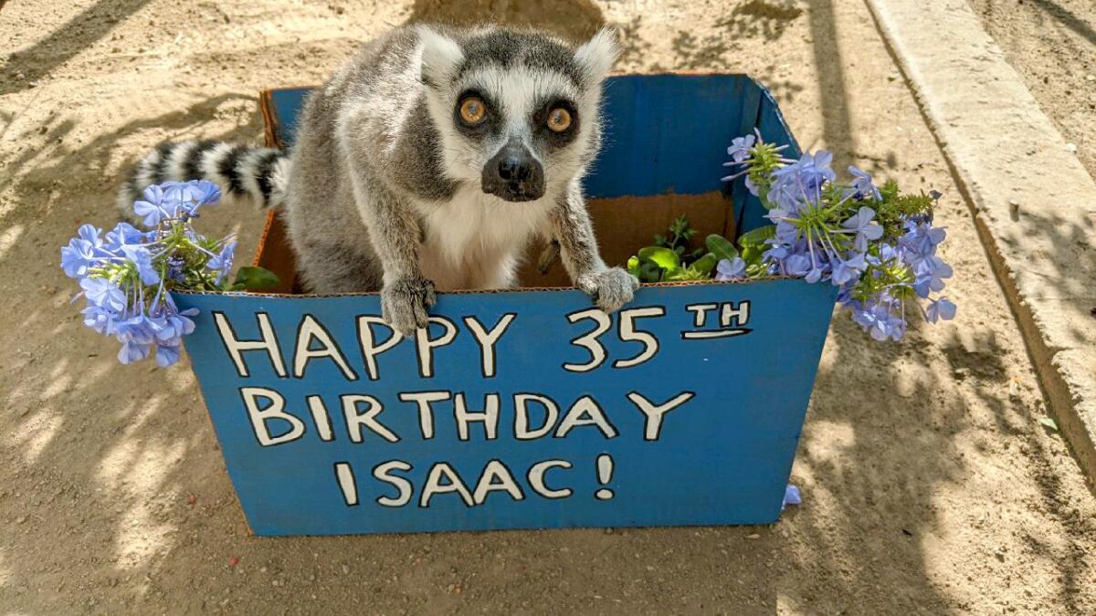 Isaac, the Santa Ana Zoo's ring-tailed lemur celebrates his 35th birthday.