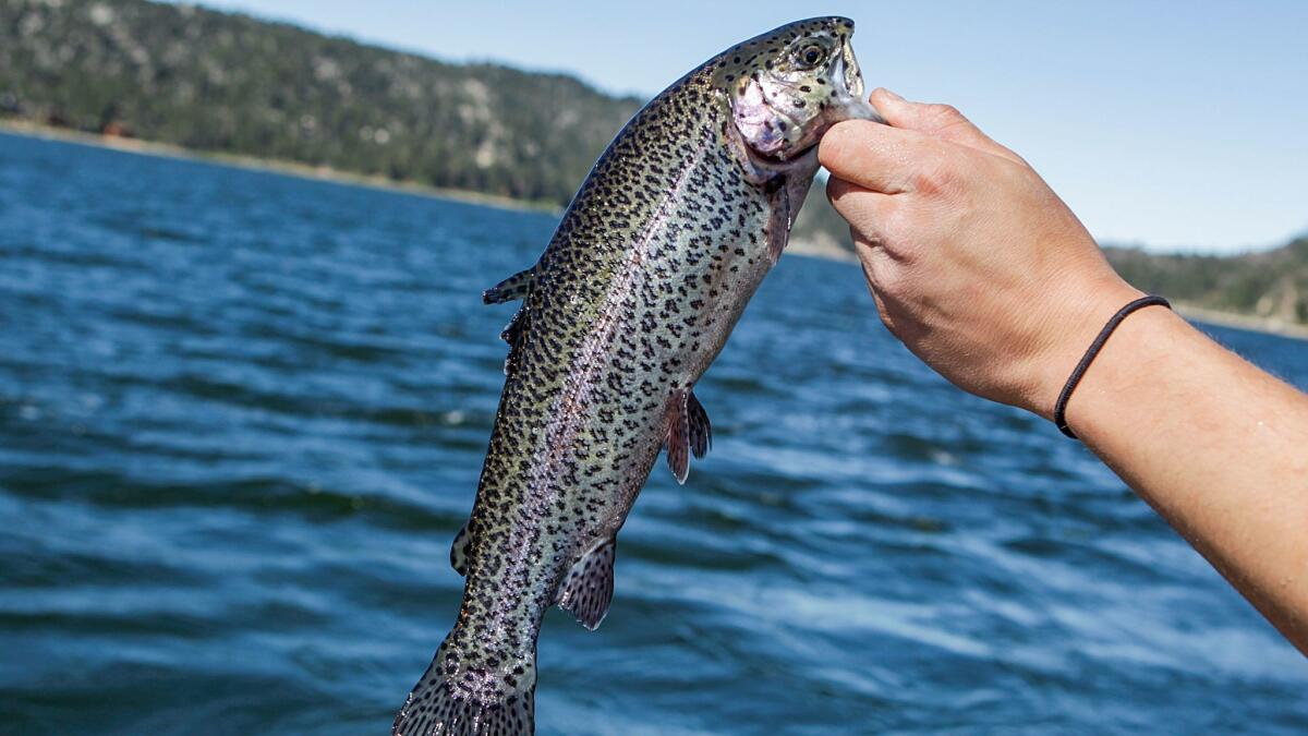 Big Bear Lake stocks trout hauled in a truck from a Fish and Wildlife hatchery in Northern California.