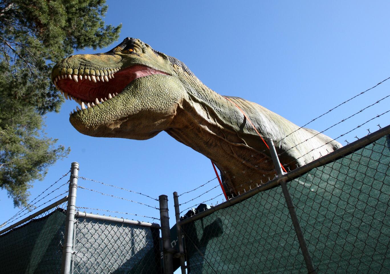 A Tyrannosaurus Rex seems to be looking over a high fence as it is unloaded and placed at its new location for the upcoming Dinosaurs: Unextinct at the L.A. Zoo exhibit at the L.A. Zoo in L.A. on Tuesday, March 29, 2016. The Animatronic, life-size prehistoric creatures will take visitors back in time starting April 15th. There will be 17 life-size, life-like dinosaurs on display.