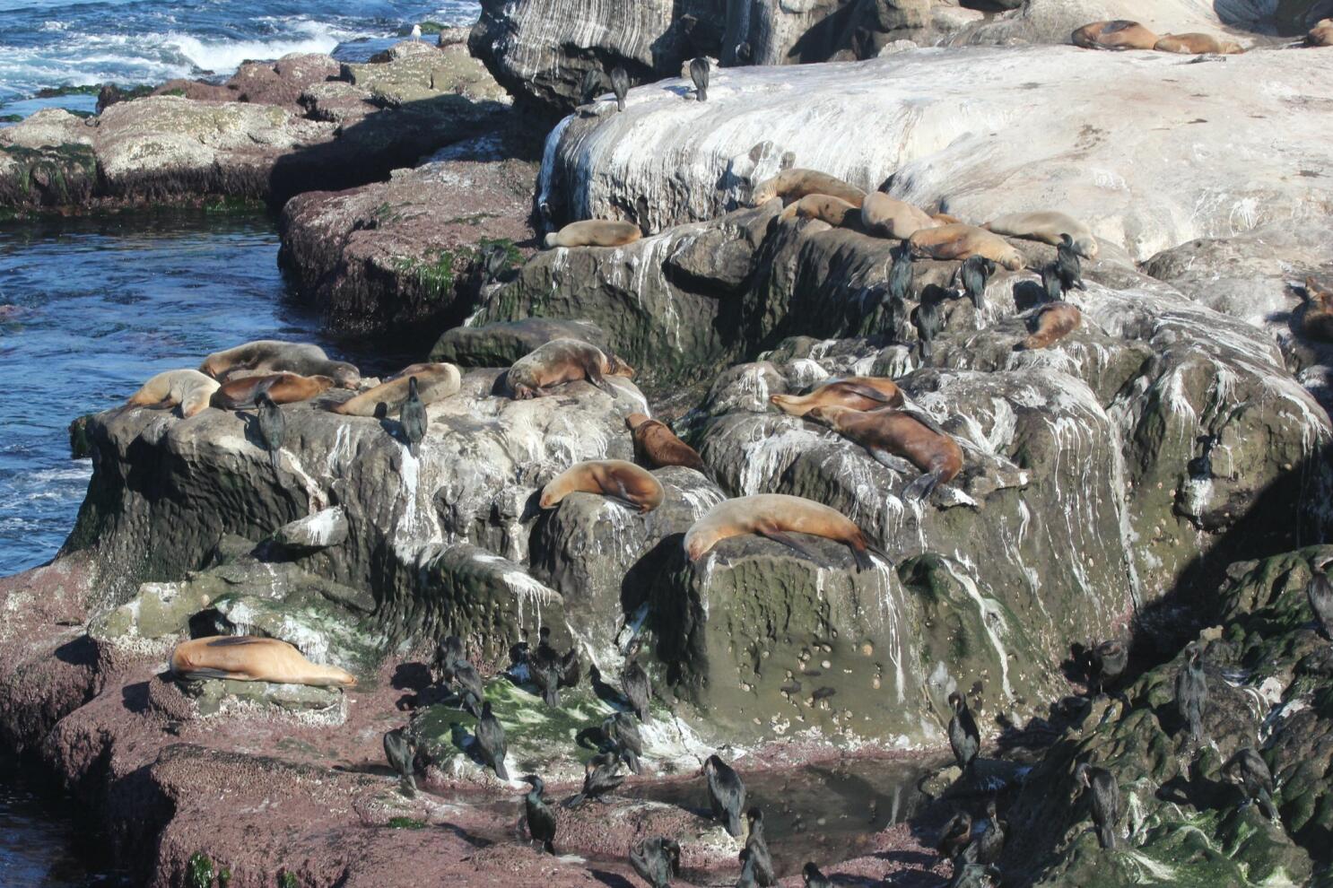 Protect La Jolla Sea Lion Pups and Mothers From Human Disturbances  Help  Wildlife, Protect the Environment, Support Nature Conservation, Save the  Planet