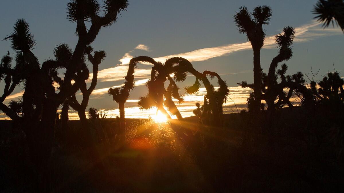 Joshua trees are silhouetted against the setting sun in Castle Mountains National Monument in Southern California's eastern Mojave Desert.