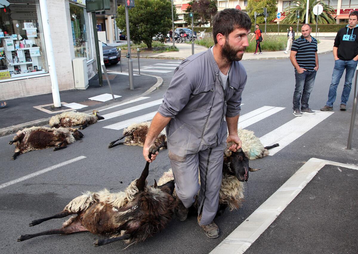 Romain Jaureguiberry brings dead sheep to Bayonne in southwestern France in September 2019 to protest against bear attacks on sheep herds in the Pyrenees mountains.