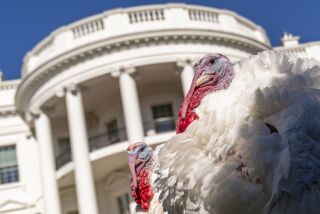 The two national Thanksgiving turkeys, Chocolate and Chip, are photographed following a pardoning ceremony at the White House in Washington, Monday, Nov. 21, 2022. (AP Photo/Andrew Harnik)