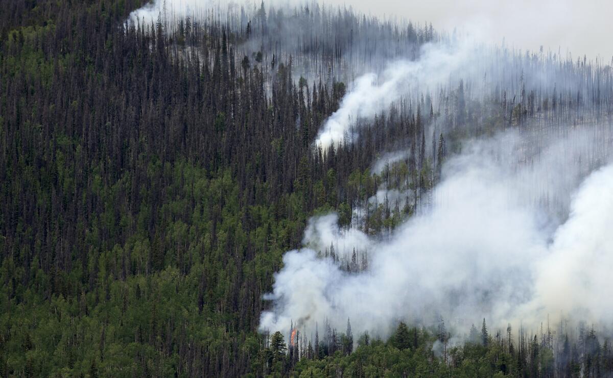 Dead beetle-stricken trees burn along with healthy ones along Highway 149 west of Creede, Colo., on Monday.