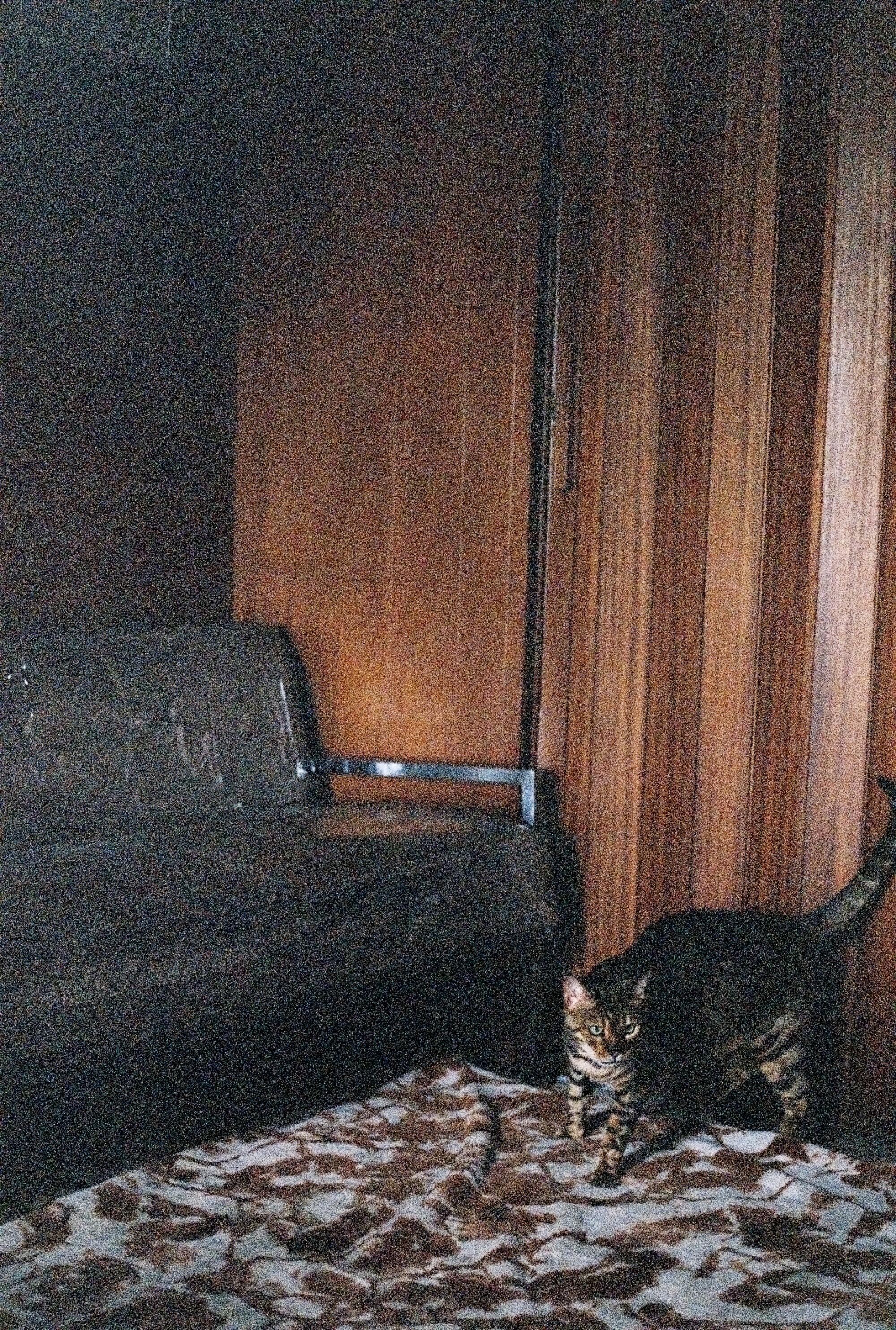 A photo of a plastic-covered couch, a cat beside it.