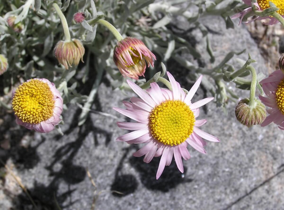 Closeup of Parish's daisy flowers with pastel petals and yellow center. 