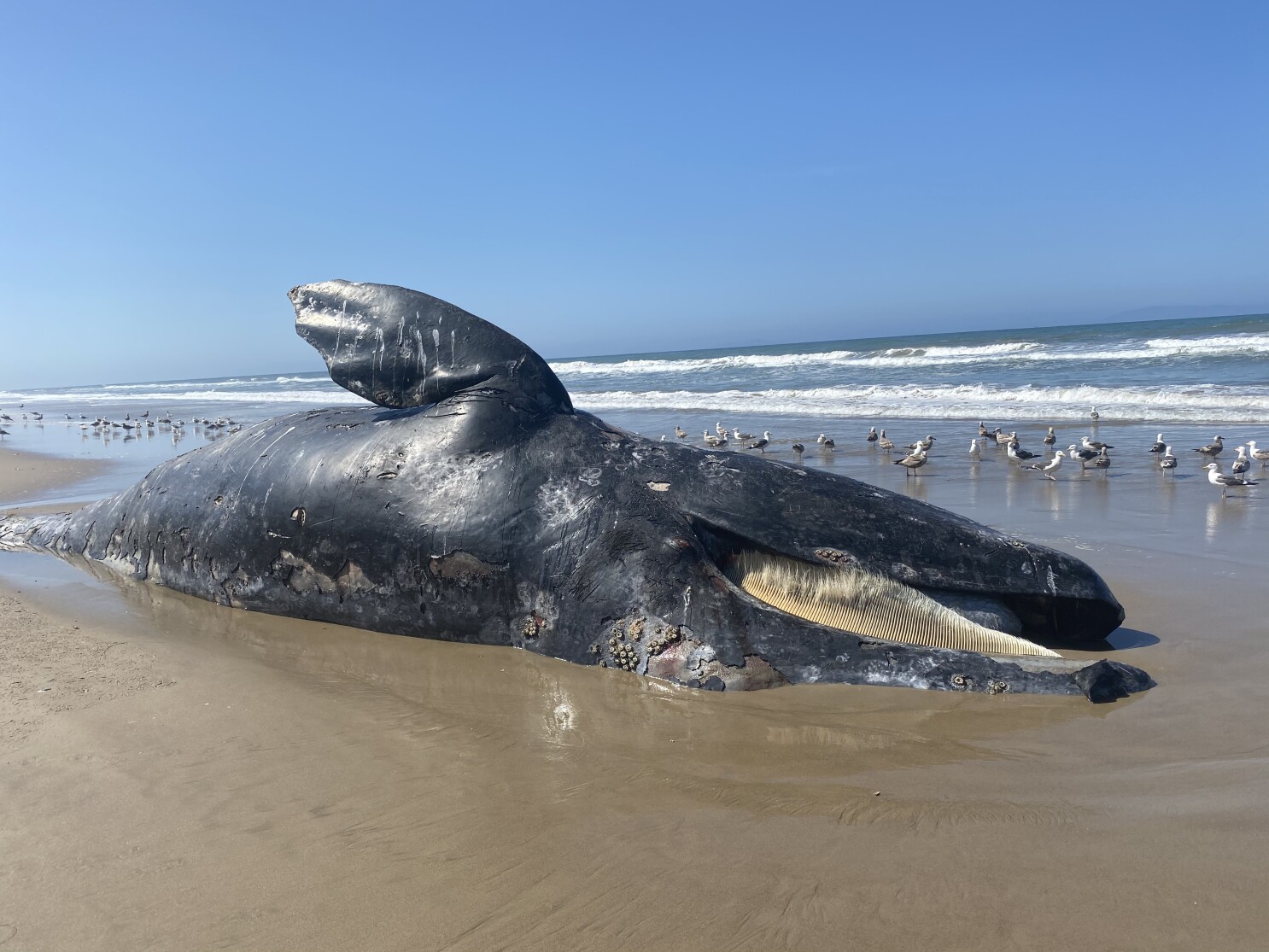Mig selv vedholdende Alperne Whale that washed ashore in Ventura County towed out to sea - Los Angeles  Times