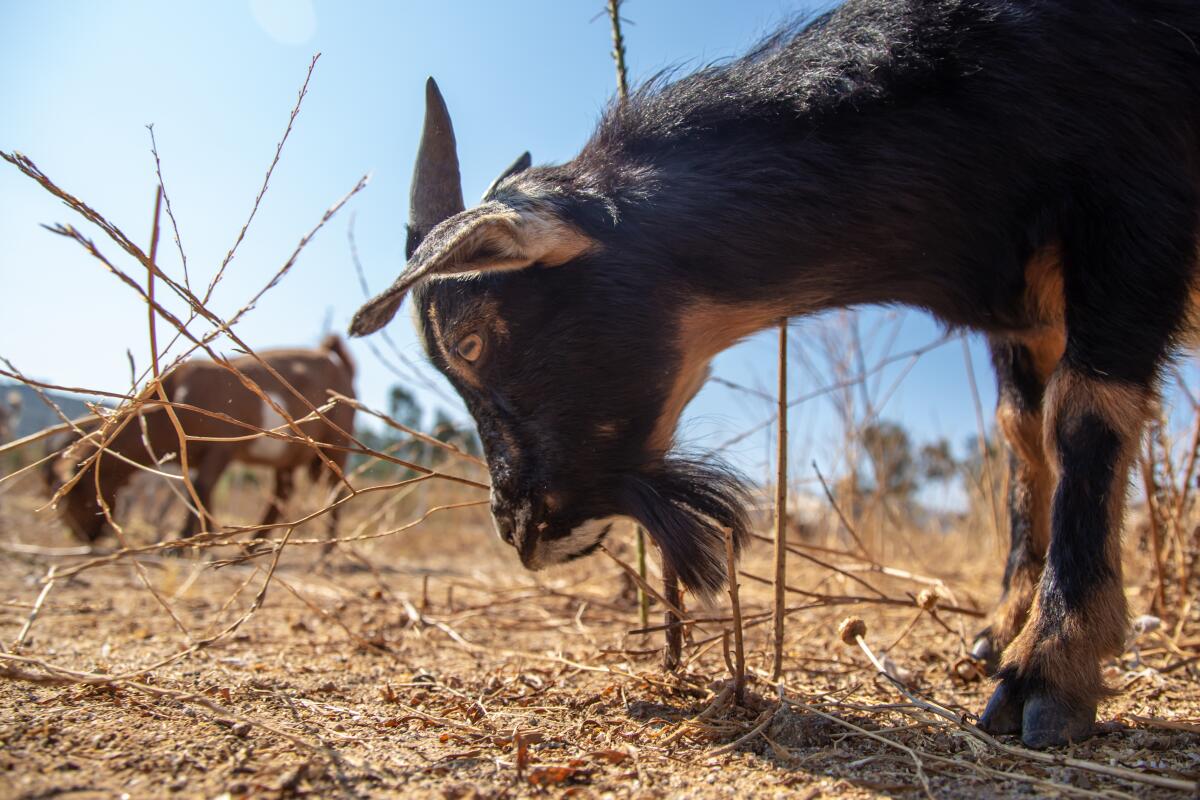 Laguna Beach’s goat herd, part of the city’s fuel modification program, will be returning to town next week.